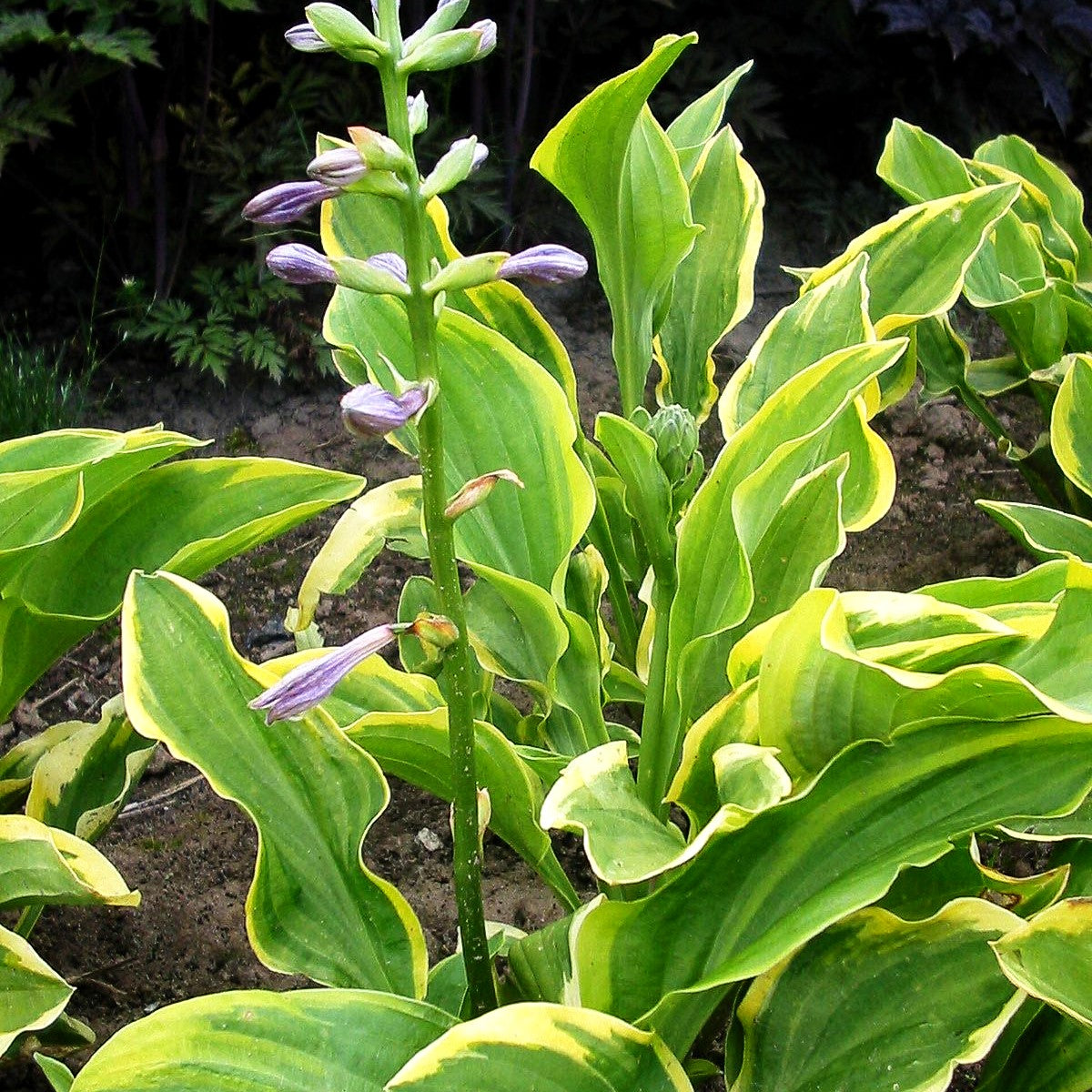 Kleine Gelbrand-Funkie 'Golden Tiara' (Hosta nakaiana)