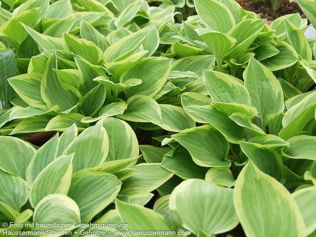 Kleine Gelbrand-Funkie 'Golden Tiara' (Hosta nakaiana)