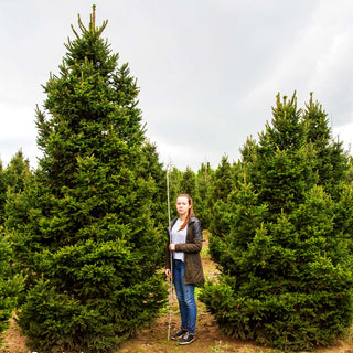 Kleine Kegel-Fichte 'Will's Zwerg' (Picea abies)