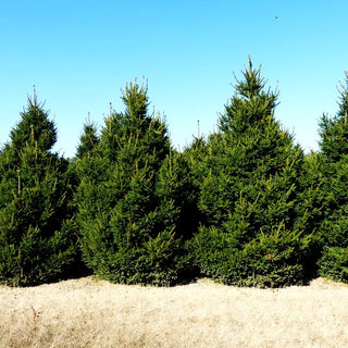 Kleine Kegel-Fichte 'Will's Zwerg' (Picea abies)