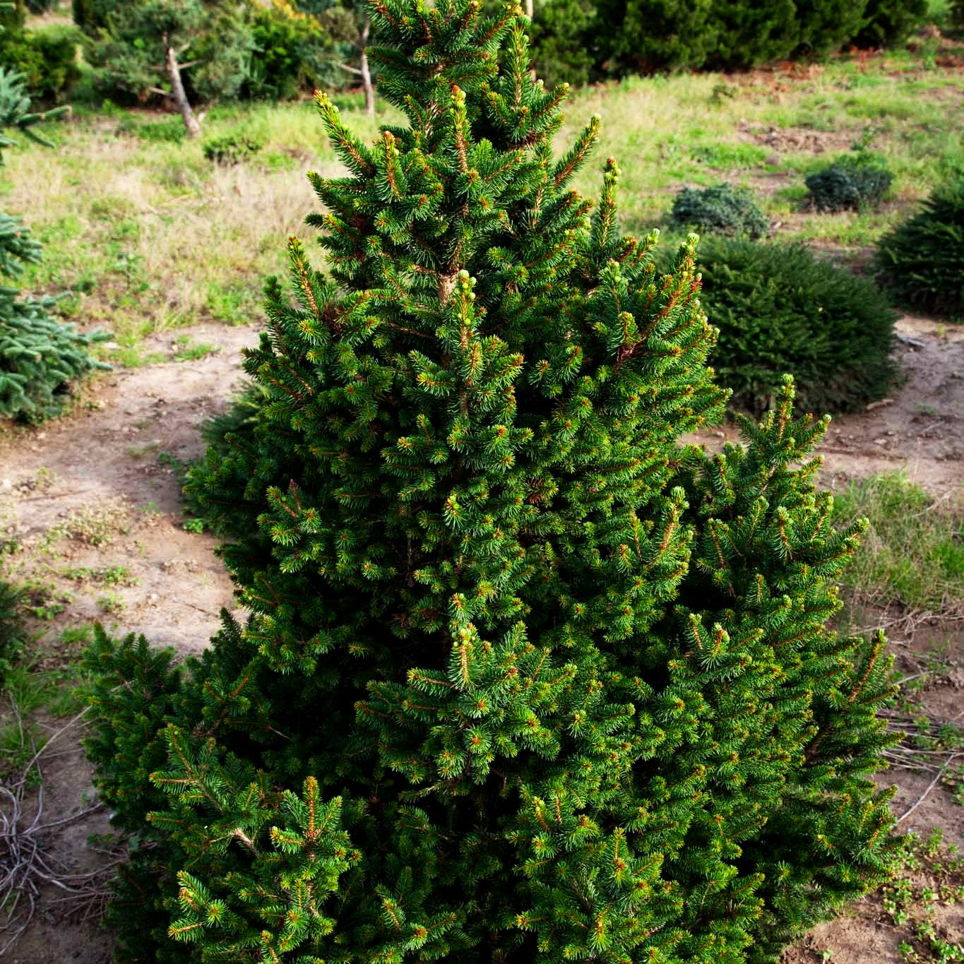 Kleine Kegel-Fichte 'Will's Zwerg' (Picea abies)