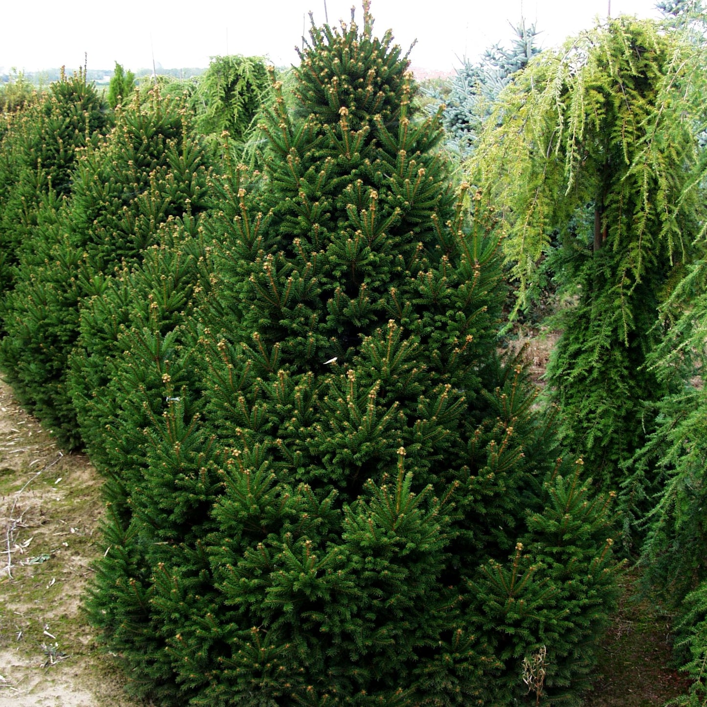 Kleine Kegel-Fichte 'Will's Zwerg' (Picea abies)