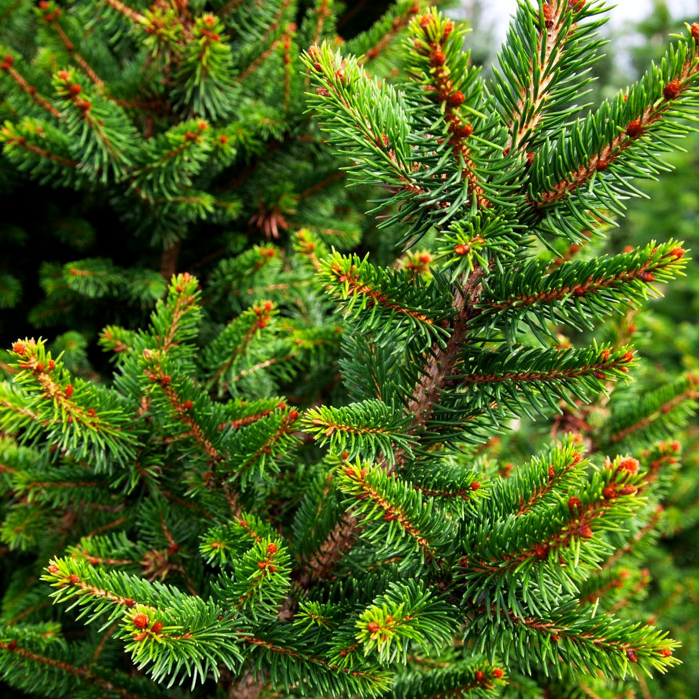 Kleine Kegel-Fichte 'Will's Zwerg' (Picea abies)