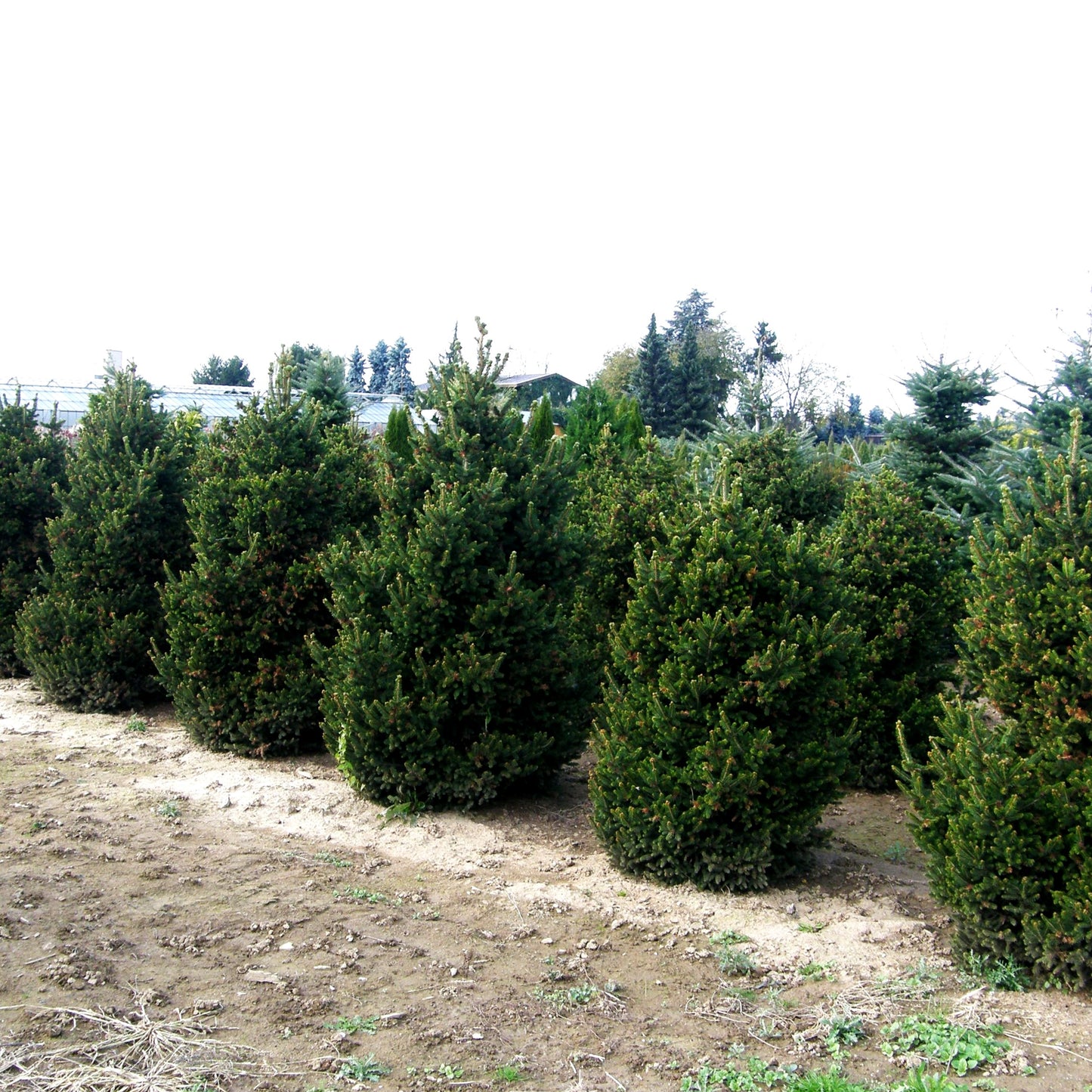 Kleine Kegel-Fichte 'Will's Zwerg' (Picea abies)