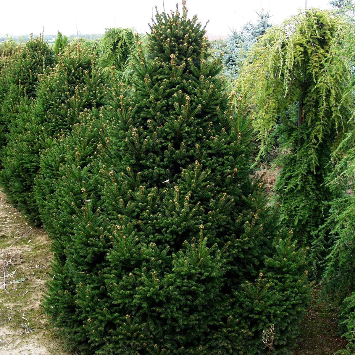 Kleine Kegel-Fichte 'Will's Zwerg' (Picea abies)