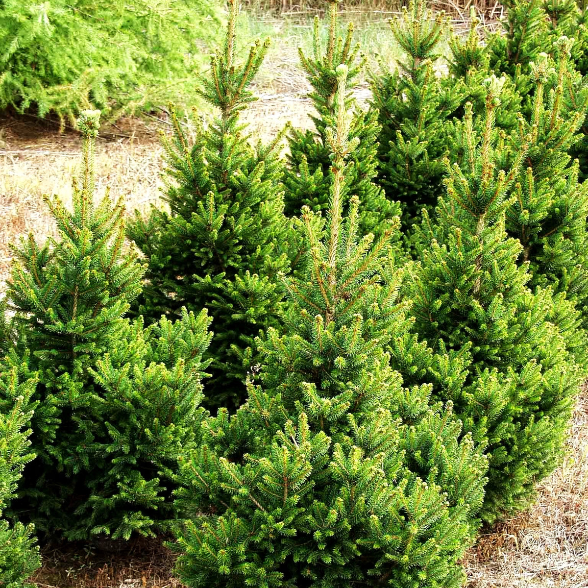 Kleine Kegel-Fichte 'Will's Zwerg' (Picea abies)