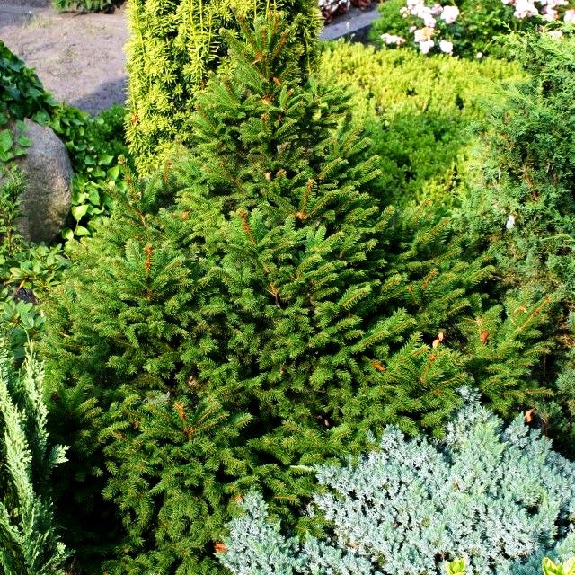 Kleine Kegel-Fichte 'Will's Zwerg' (Picea abies)