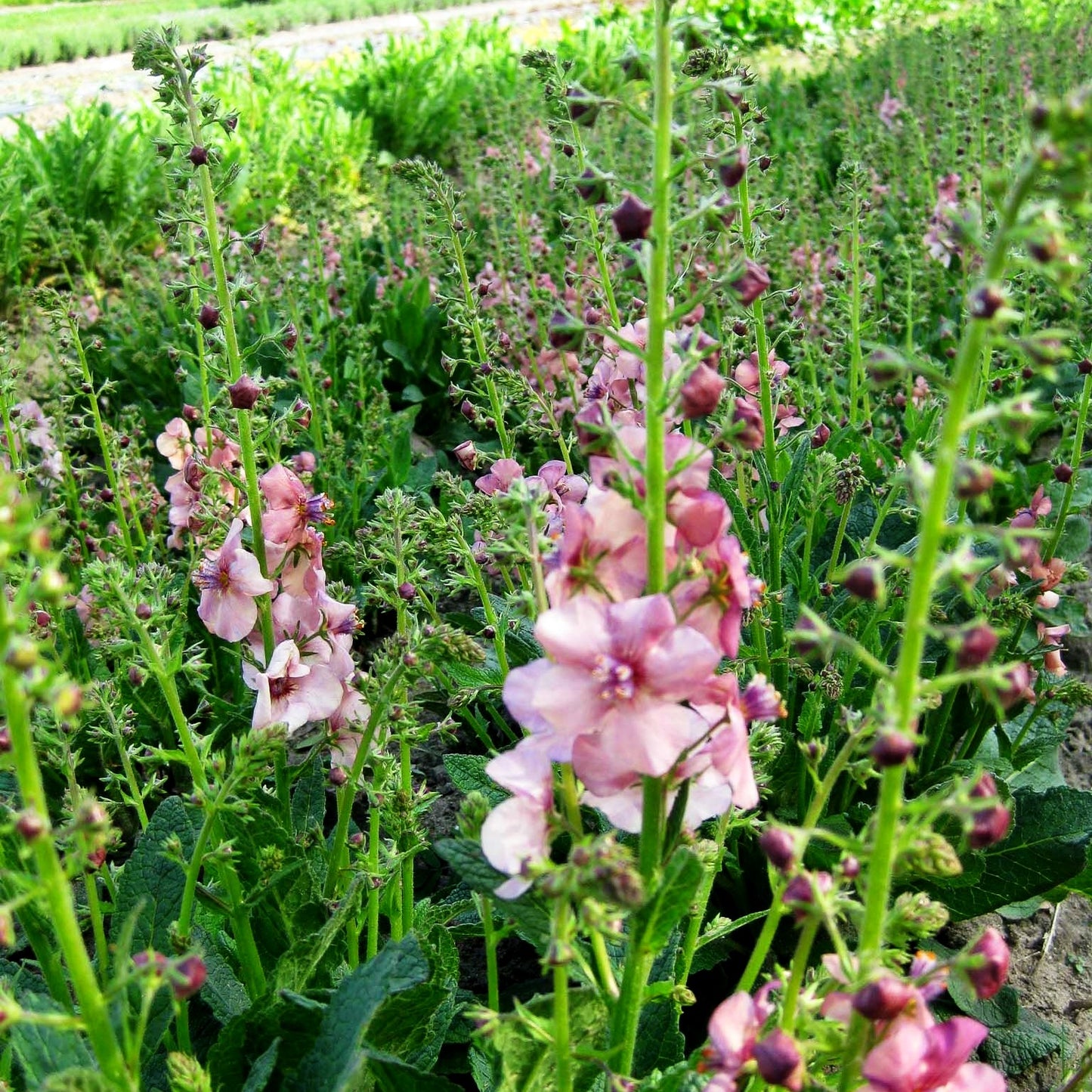Kleine Königskerze 'Jackie' (Verbascum x cult.)