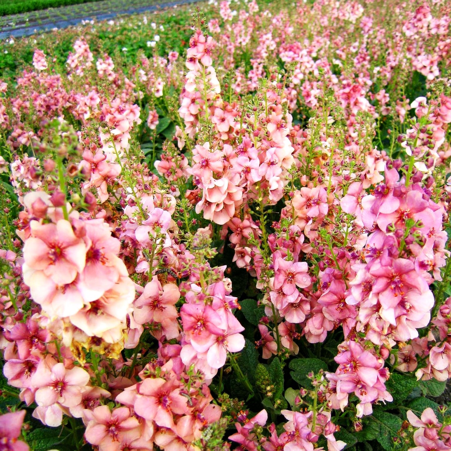 Kleine Königskerze 'Jackie' (Verbascum x cult.)