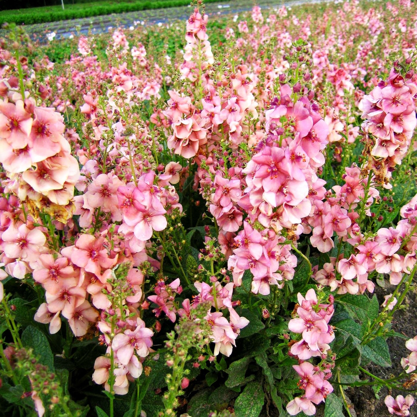 Kleine Königskerze 'Jackie' (Verbascum x cult.)