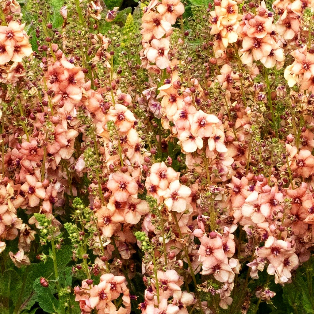 Kleine Königskerze 'Jackie' (Verbascum x cult.)