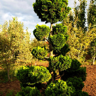 Kleine Muschelscheinzypresse 'Nana Gracilis' (Chamaecyparis obtusa)