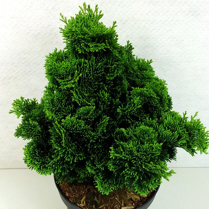 Kleine Muschelscheinzypresse 'Nana Gracilis' (Chamaecyparis obtusa)