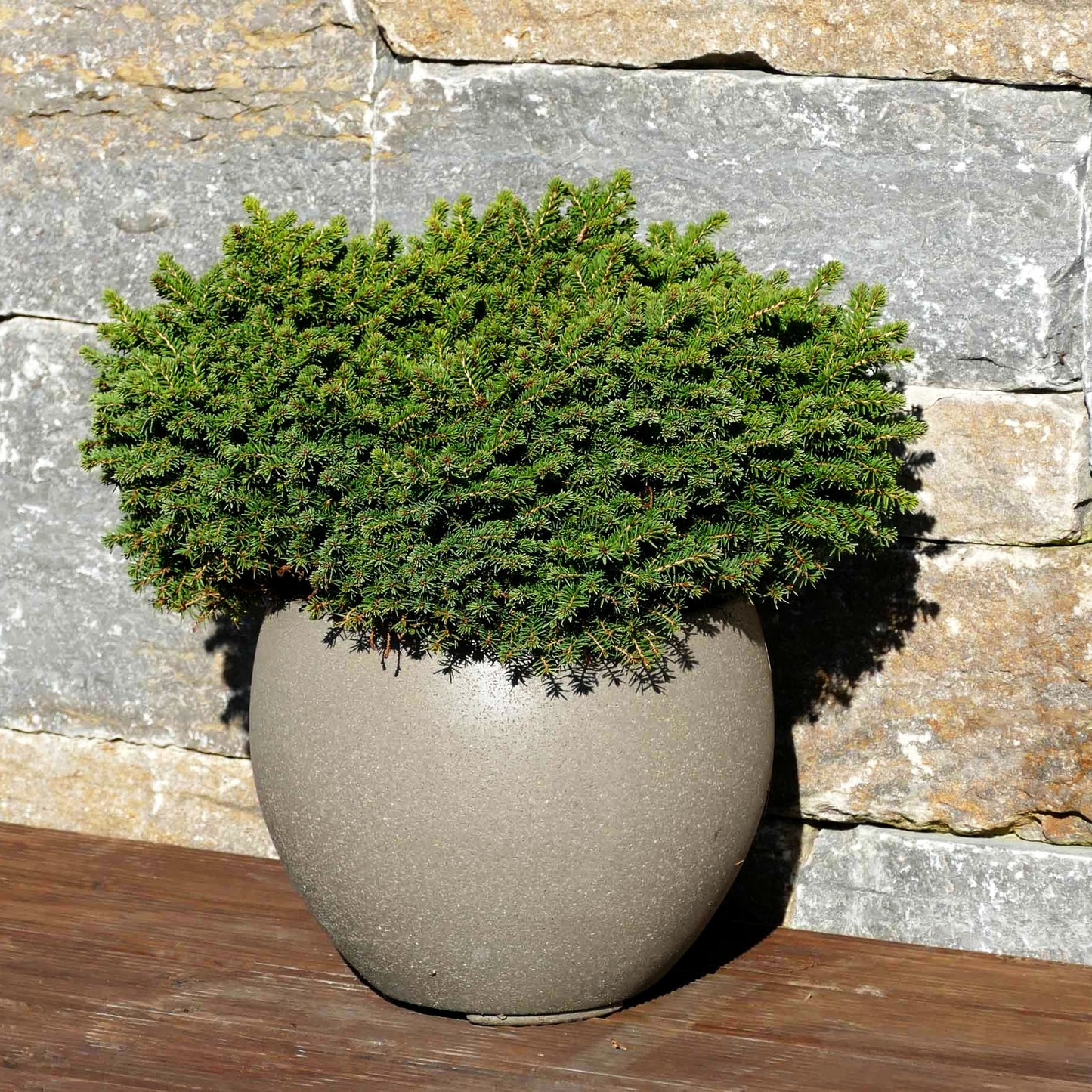 Kleine Nest-Fichte 'Little Gem' (Picea abies)
