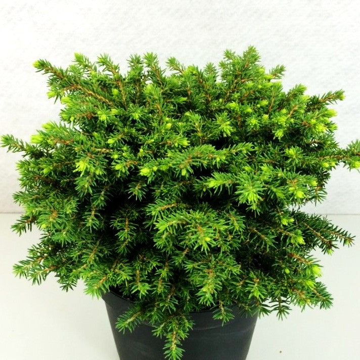 Kleine Nest-Fichte 'Little Gem' (Picea abies)