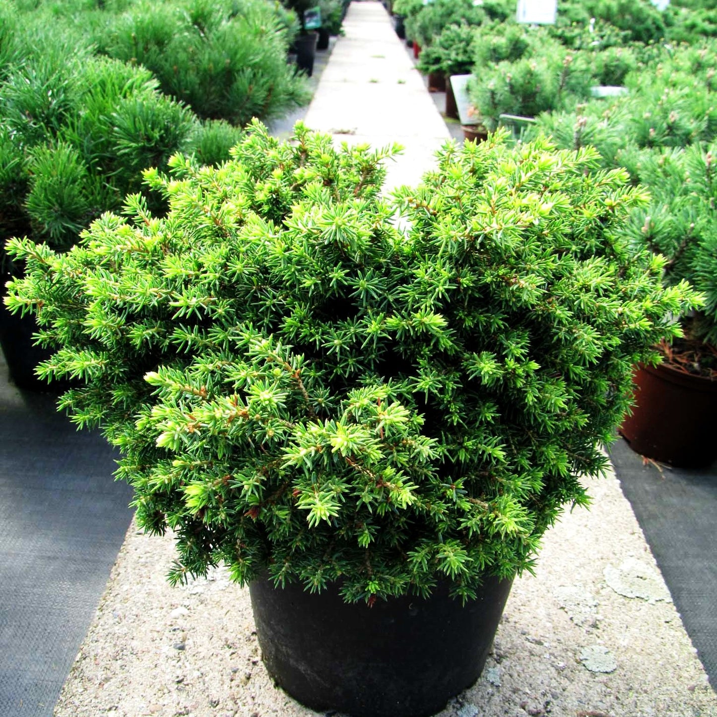 Kleine Nest-Fichte 'Little Gem' (Picea abies)