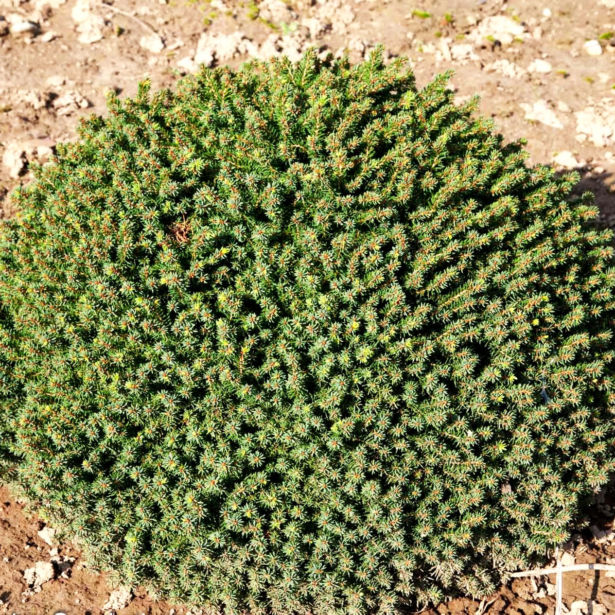 Kleine Nest-Fichte 'Little Gem' (Picea abies)