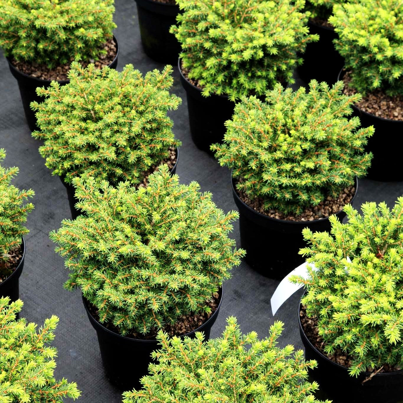 Kleine Nest-Fichte 'Little Gem' (Picea abies)
