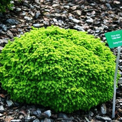 Kleine Nest-Fichte 'Little Gem' (Picea abies)