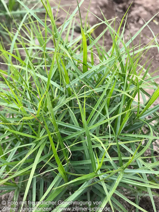 Kleine Palmwedel-Segge 'Little Midge' (Carex muskingumensis)