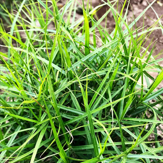 Kleine Palmwedel-Segge 'Little Midge' (Carex muskingumensis)