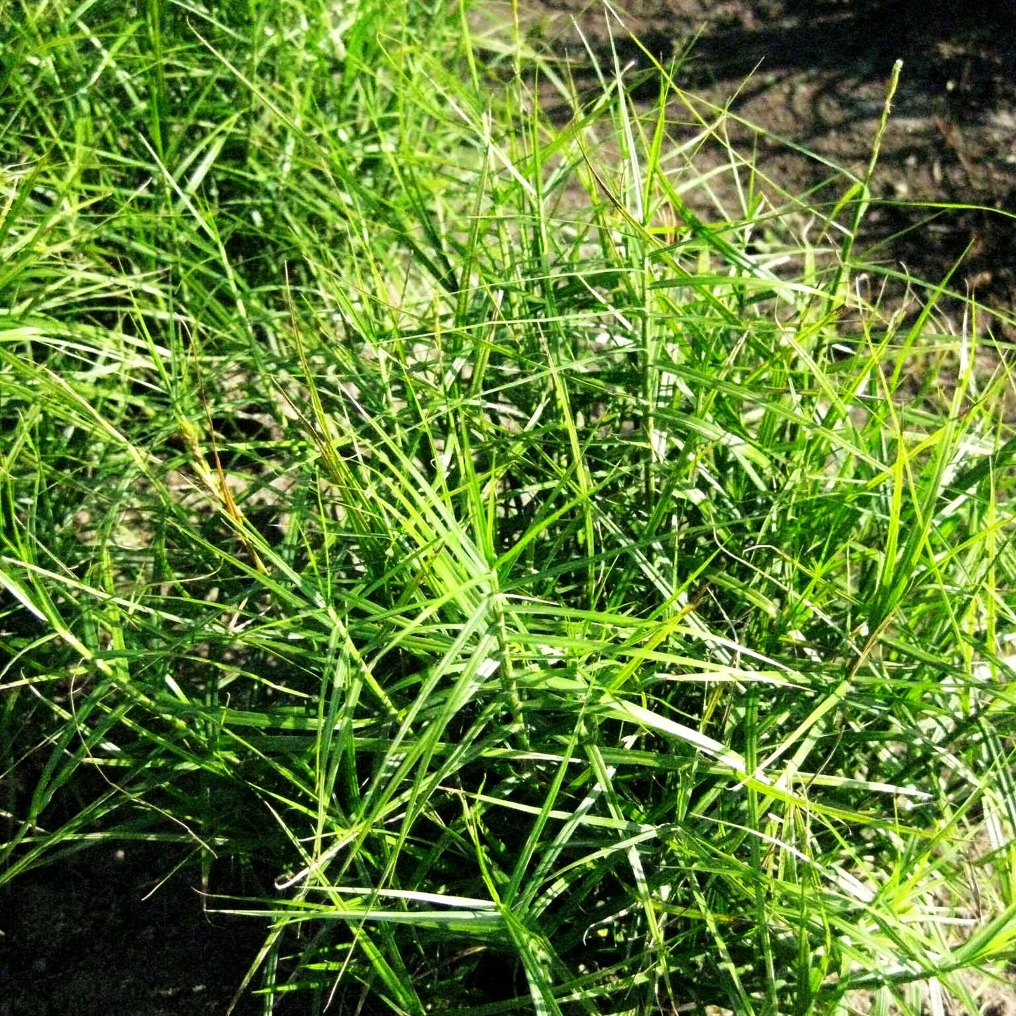 Kleine Palmwedel-Segge 'Little Midge' (Carex muskingumensis)