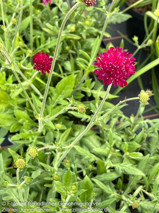 Kleine Purpur-Witwenblume 'Mars Midget' (Knautia macedonica)