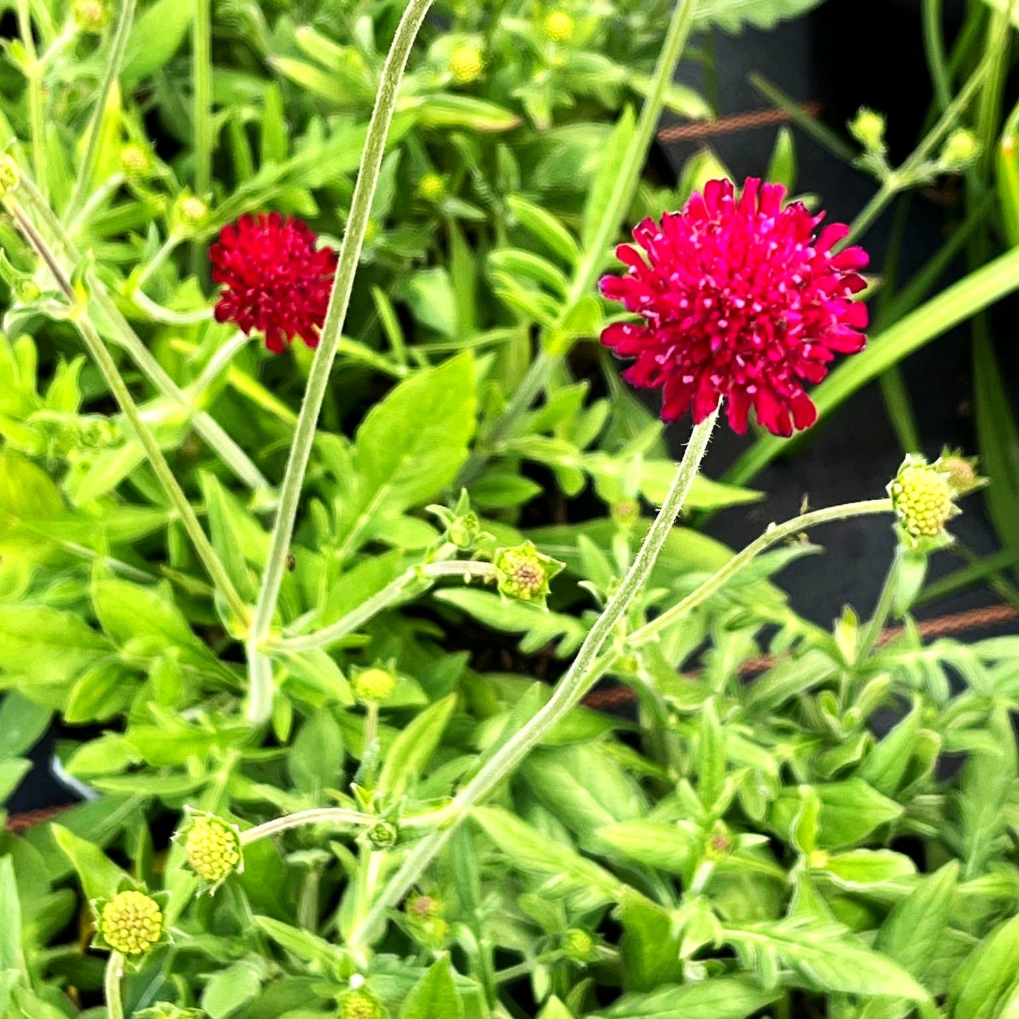 Kleine Purpur-Witwenblume 'Mars Midget' (Knautia macedonica)