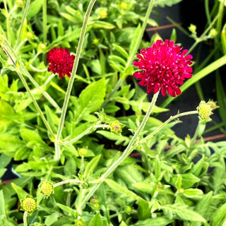 Kleine Purpur-Witwenblume 'Mars Midget' (Knautia macedonica)