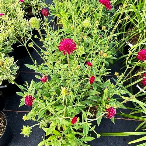 Kleine Purpur-Witwenblume 'Mars Midget' (Knautia macedonica)