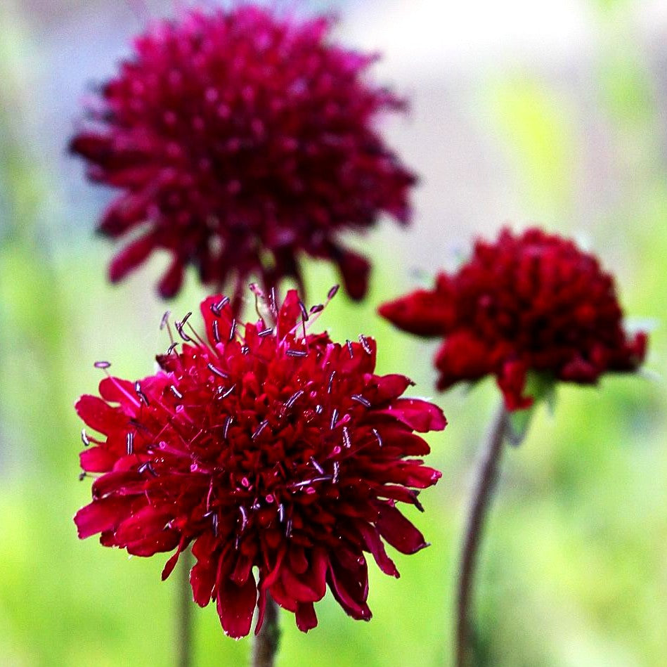 Kleine Purpur-Witwenblume 'Mars Midget' (Knautia macedonica)
