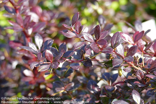 Kleine rote Berberitze 'Red Jewel' (Berberis x media)