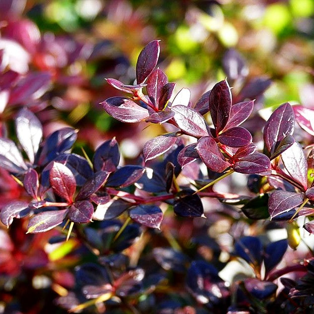 Kleine rote Berberitze 'Red Jewel' (Berberis x media)