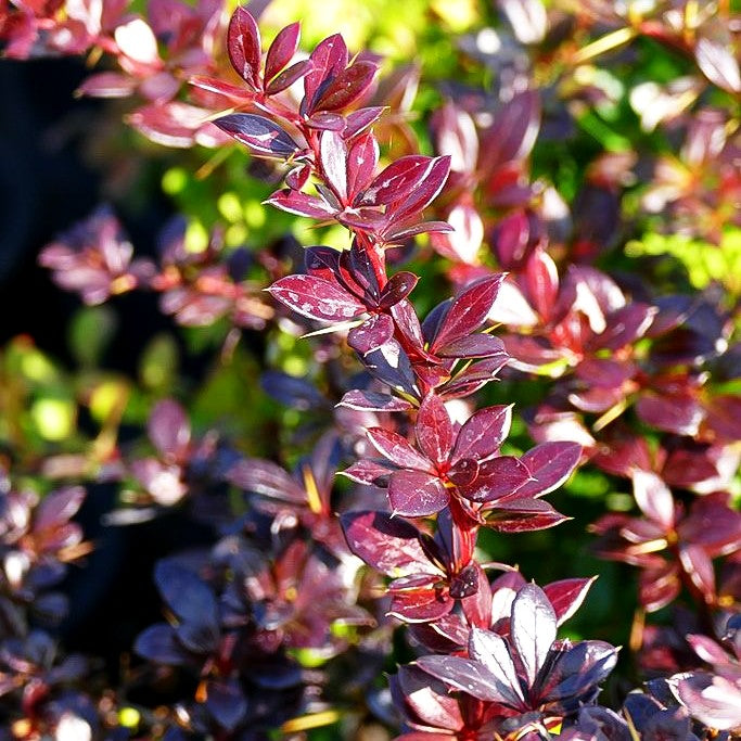 Kleine rote Berberitze 'Red Jewel' (Berberis x media)