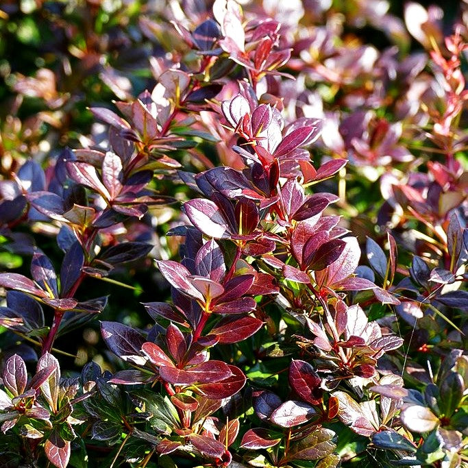 Kleine rote Berberitze 'Red Jewel' (Berberis x media)