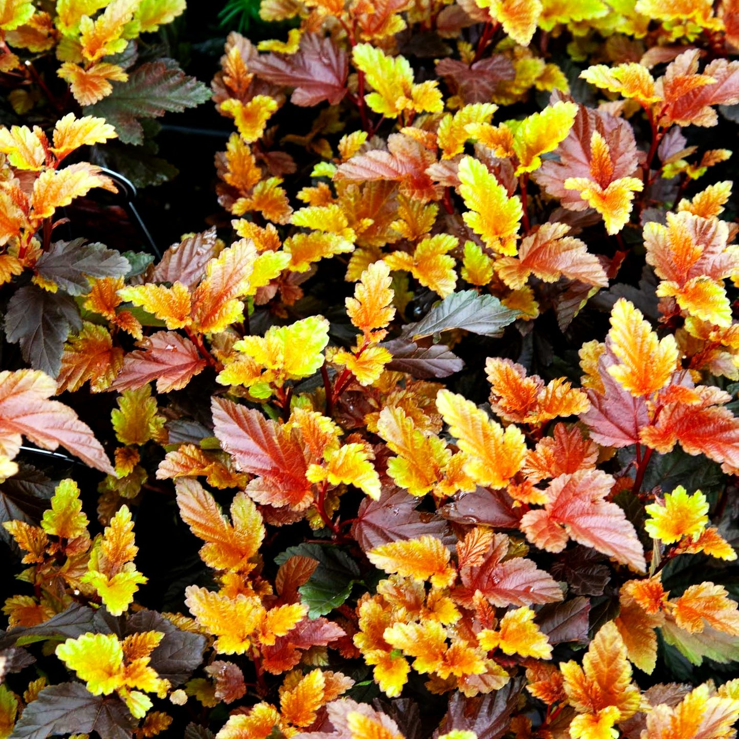 Kleine rotlaubige Fasanenspiere 'Little Angel' (Physocarpus opulifolius)