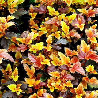 Kleine rotlaubige Fasanenspiere 'Little Angel' (Physocarpus opulifolius)