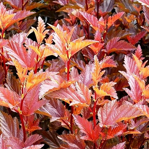 Kleine rotlaubige Fasanenspiere 'Little Angel' (Physocarpus opulifolius)