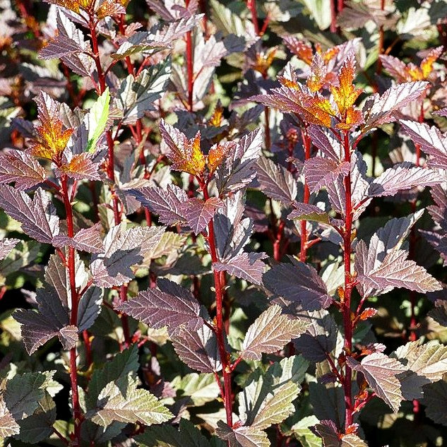 Kleine rotlaubige Fasanenspiere 'Little Joker' (Physocarpus opulifolius)