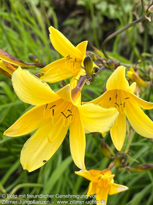 Kleine Taglilie (Hemerocallis minor)