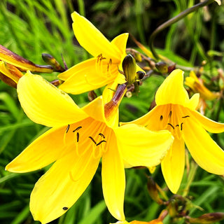 Kleine Taglilie (Hemerocallis minor)