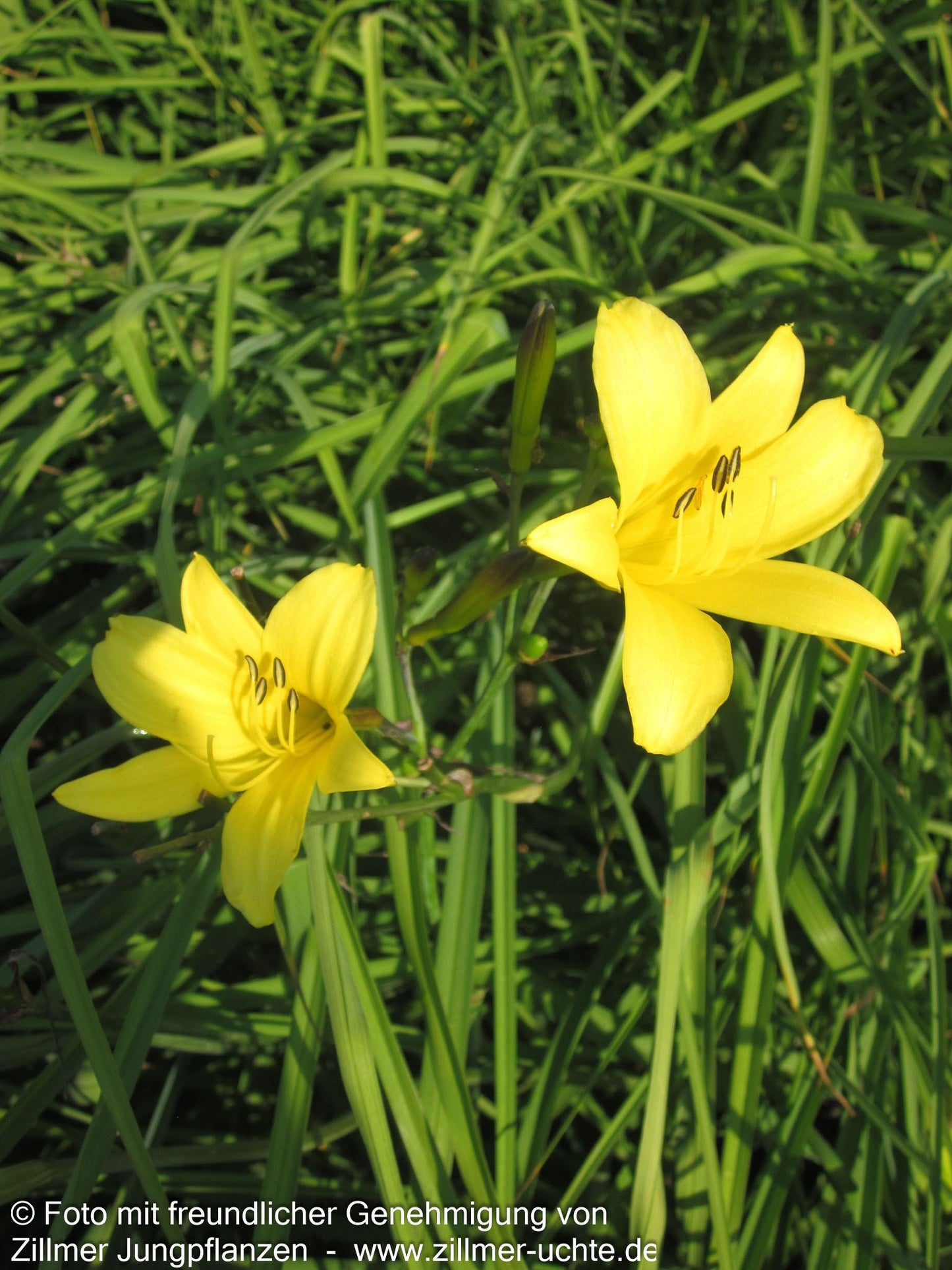 Kleine Taglilie (Hemerocallis minor)