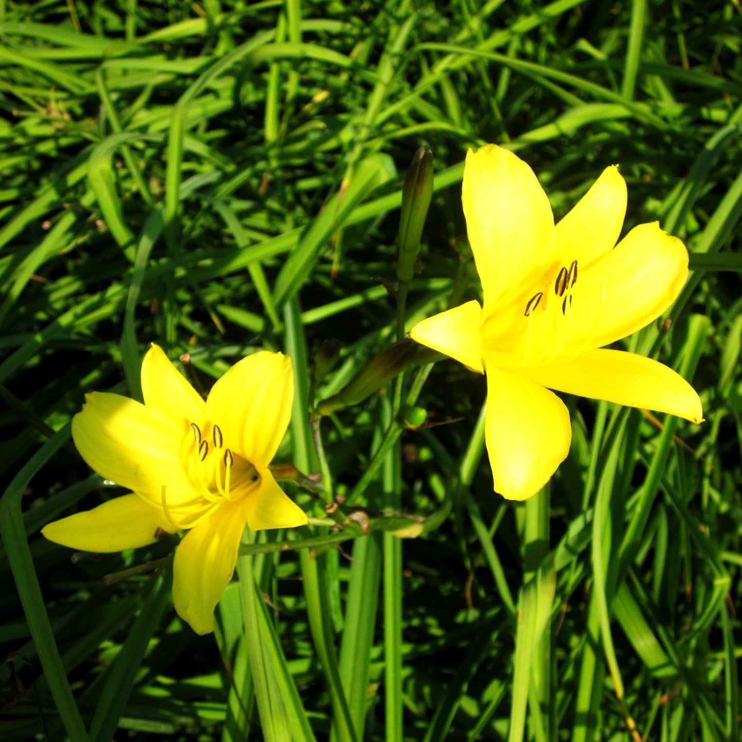 Kleine Taglilie (Hemerocallis minor)