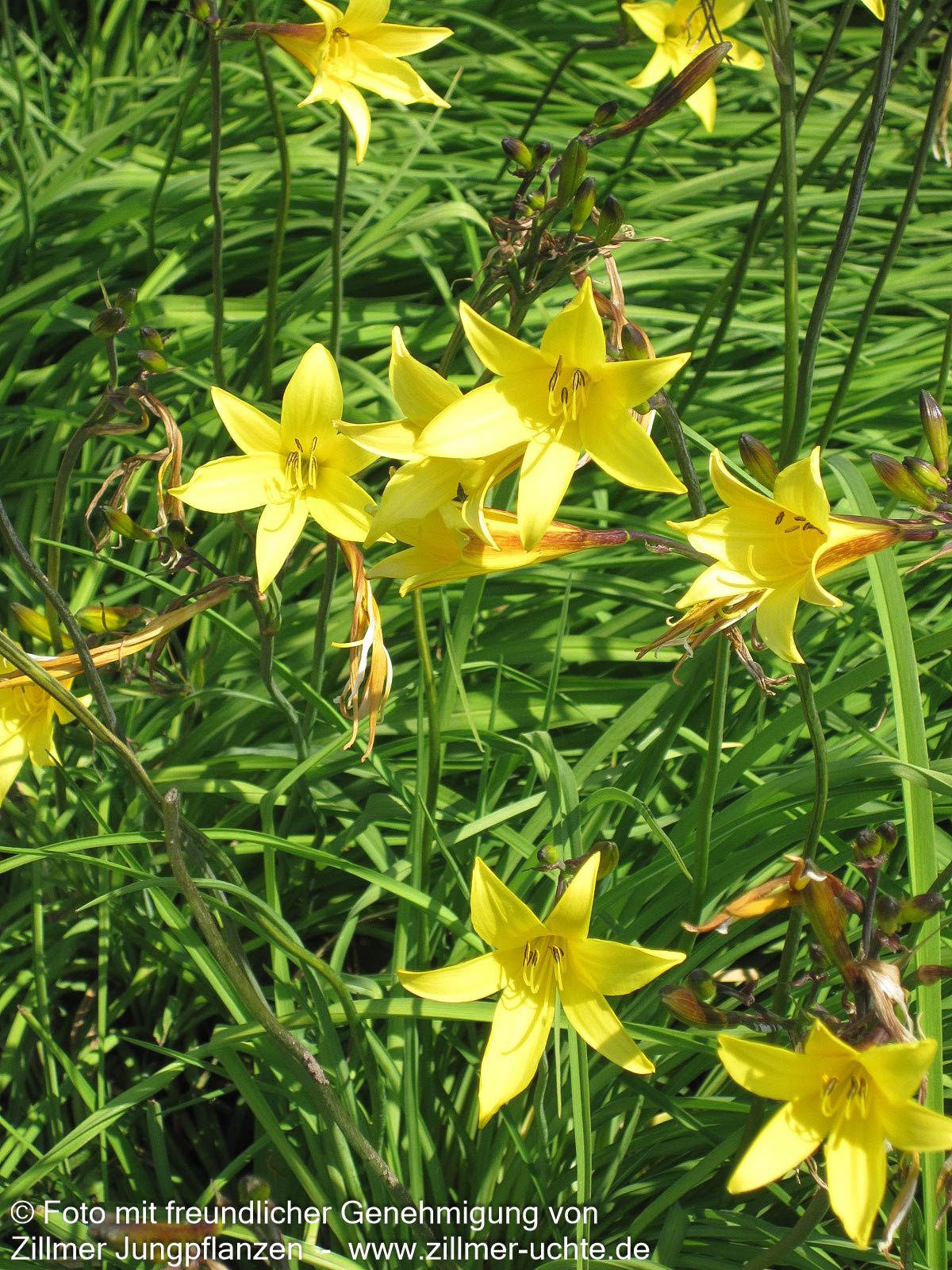 Kleine Taglilie (Hemerocallis minor)