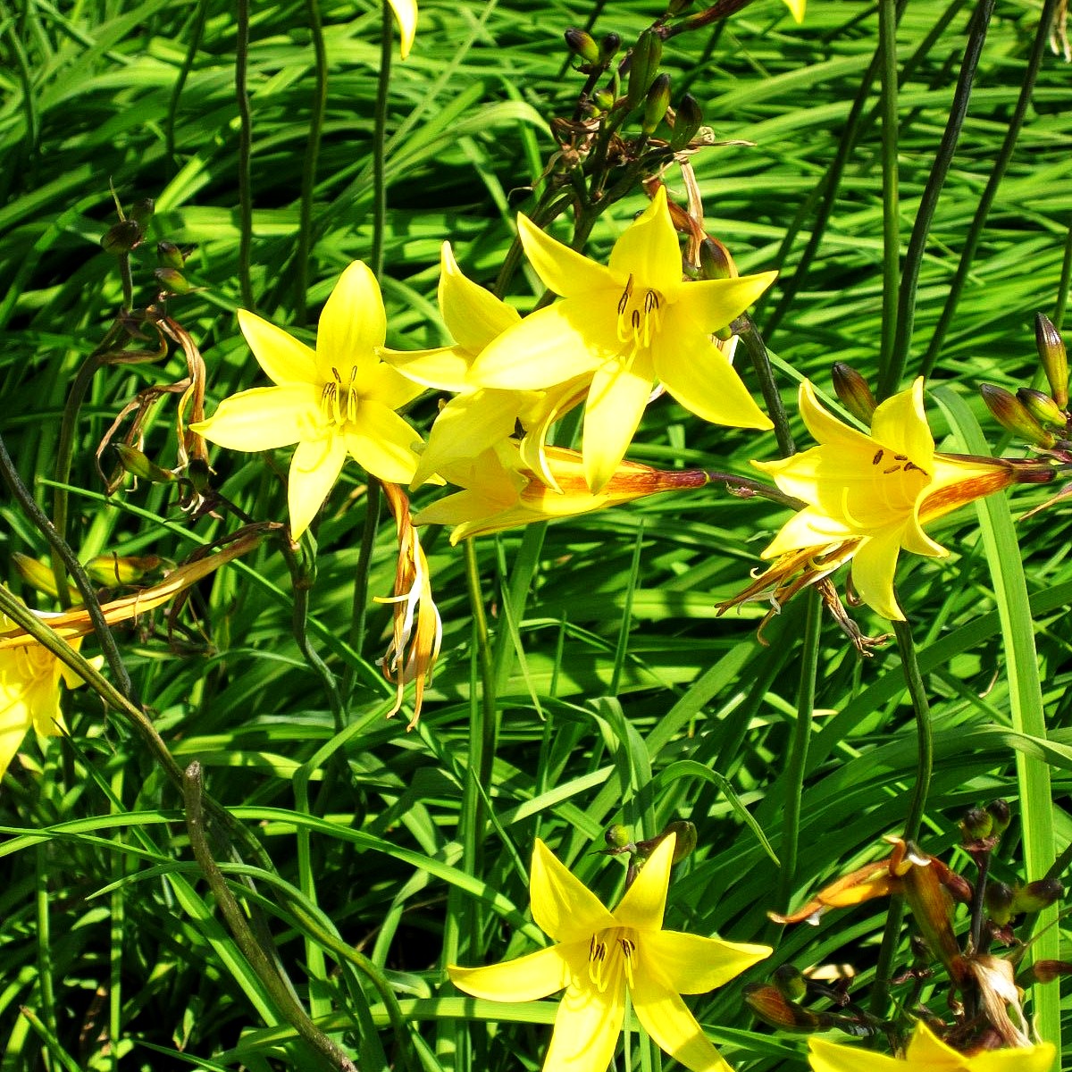Kleine Taglilie (Hemerocallis minor)