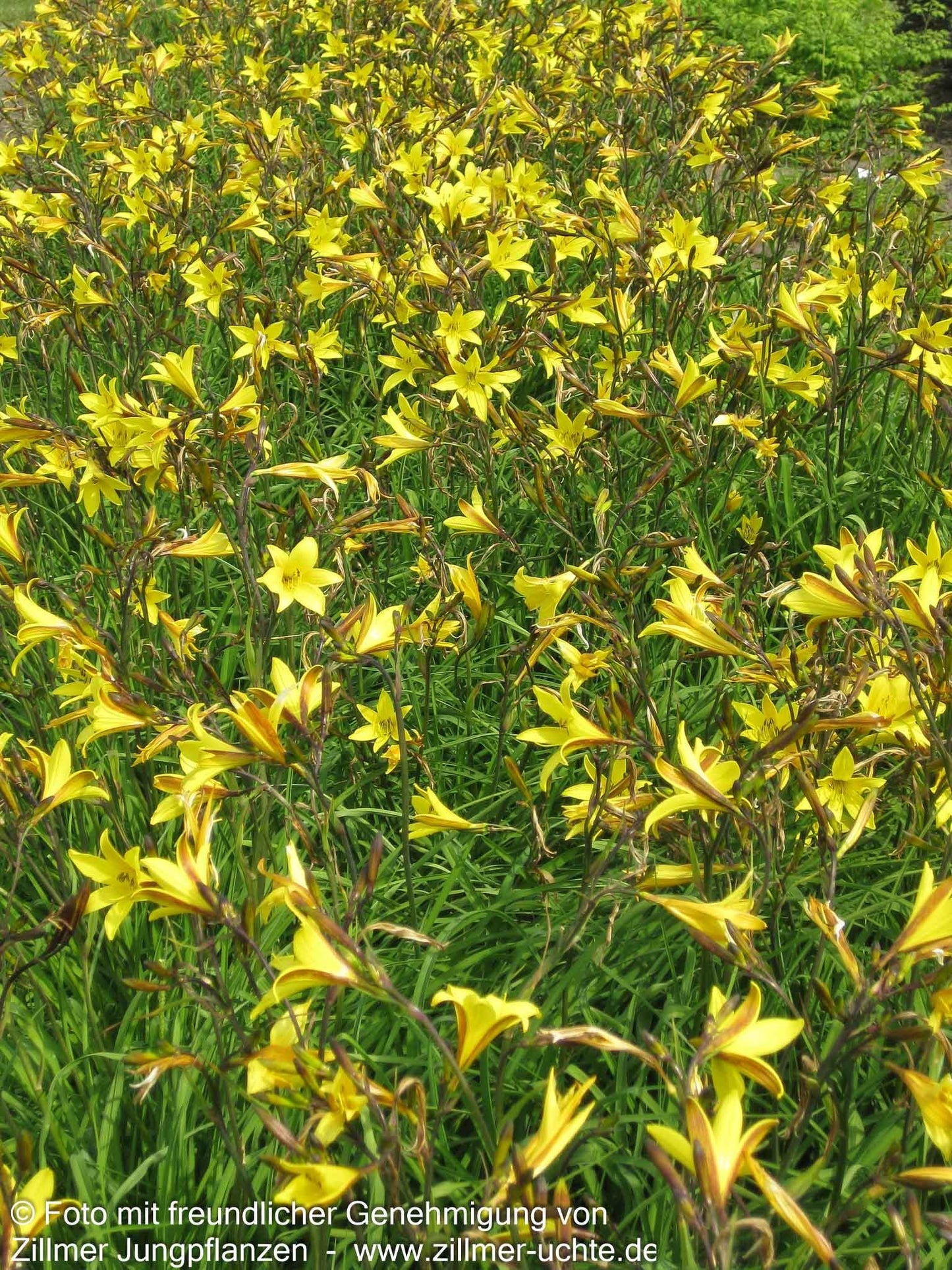 Kleine Taglilie (Hemerocallis minor)