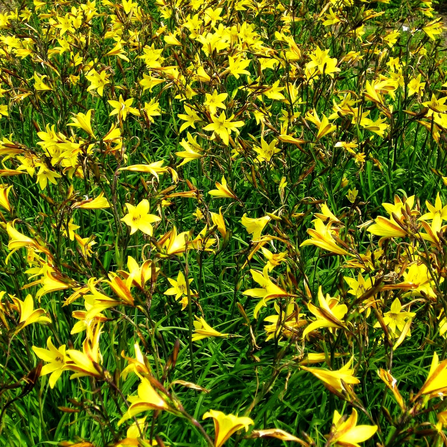 Kleine Taglilie (Hemerocallis minor)