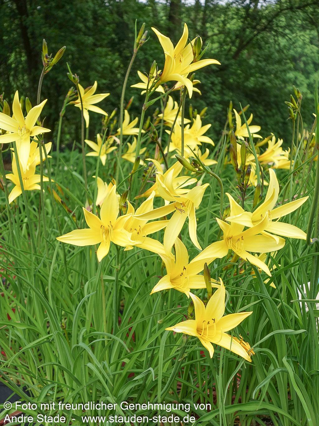 Kleine Taglilie (Hemerocallis minor)
