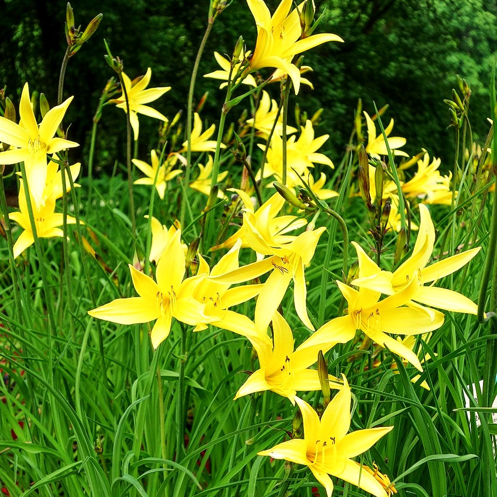Kleine Taglilie (Hemerocallis minor)