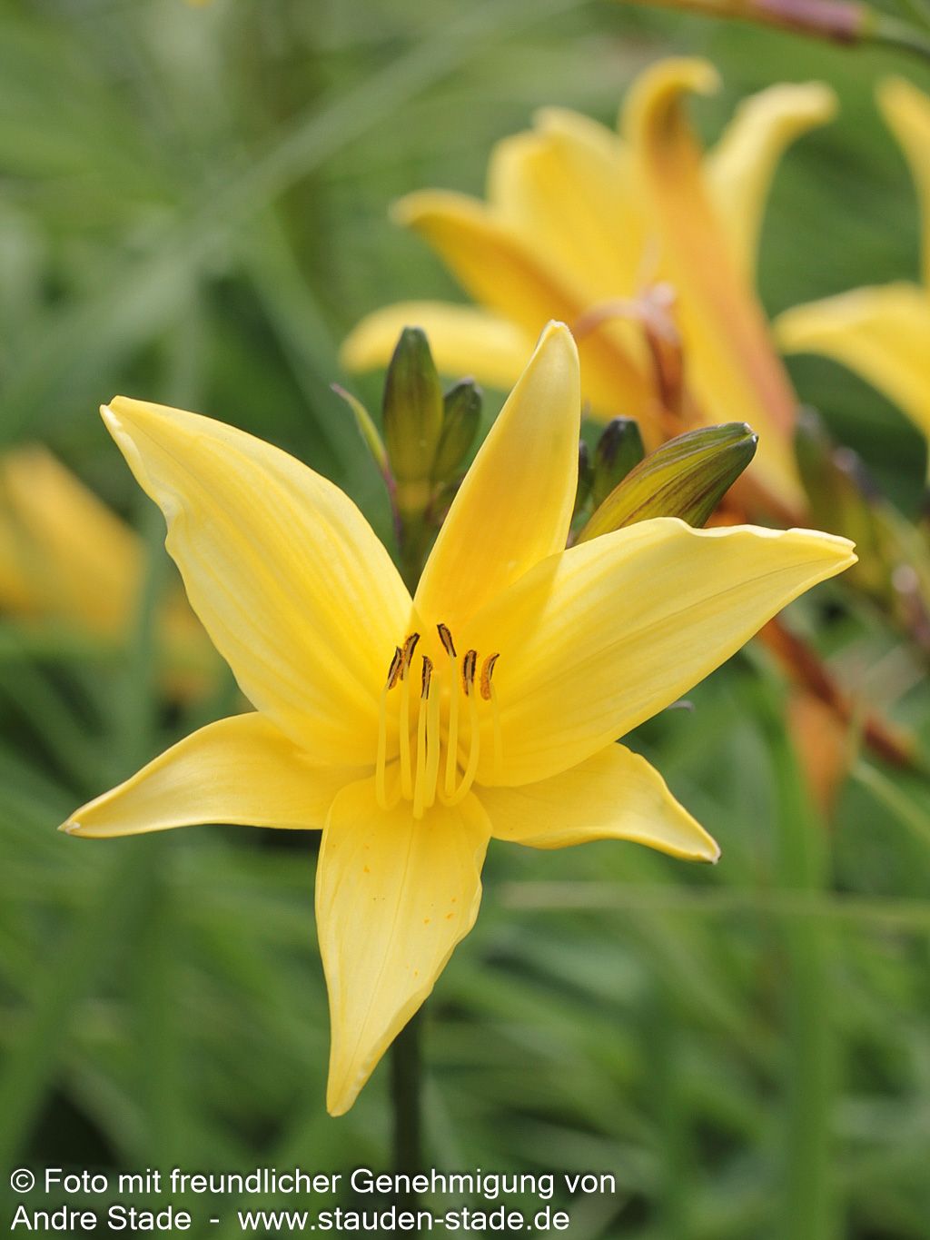 Kleine Taglilie (Hemerocallis minor)